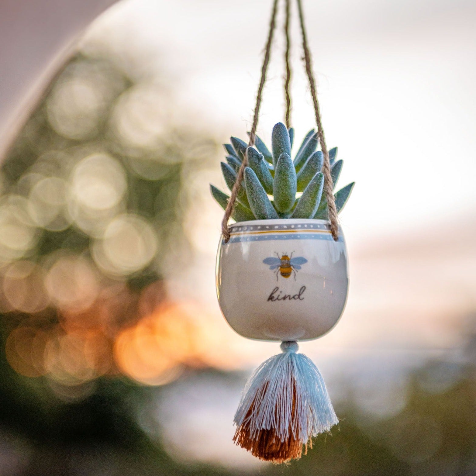 Bee Hanging Succulent Pot hanging with a colorful, blurred background. 